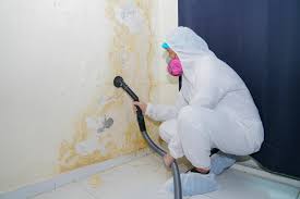 Best Attic Mold Removal  in Lake Dunlap, TX